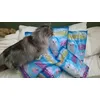 Fluffy checking her order