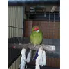 Happy kakariki