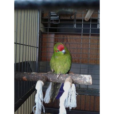 Happy kakariki