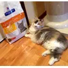 La mia gatta Holly e il suo cibo preferito