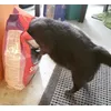 Smilla Light and cat on diet