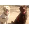 Cloe y su amigo Brownie