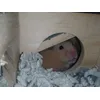 happy hammy