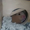 happy hammy