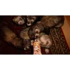 Frettchen-Bande liebt Paste
