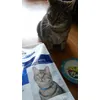 Happy cat