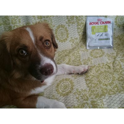 Nora pide a zooplus de diez en diez las adora