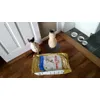Food for my meezer