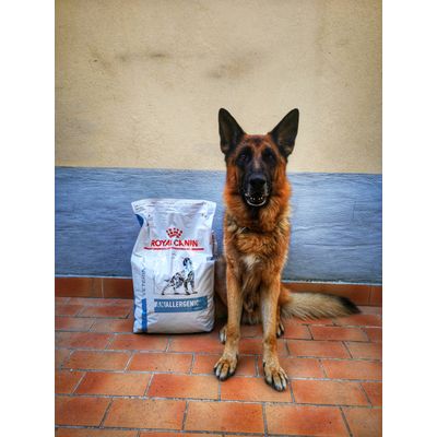 Royal Canin e Riss