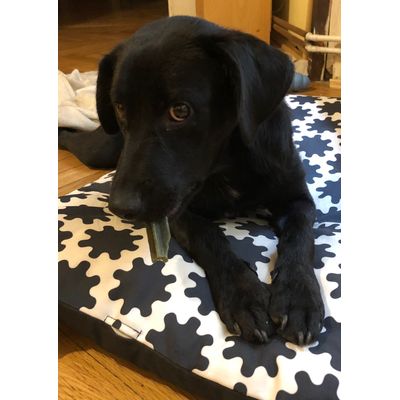 Toby x Dentastix