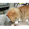 Mustardfoodinspection