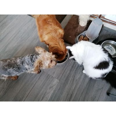 The boss eat first