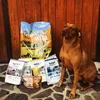 Happy dog