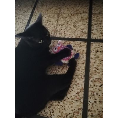 Guizmo et Mme la chouette