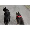 Julius K-9
