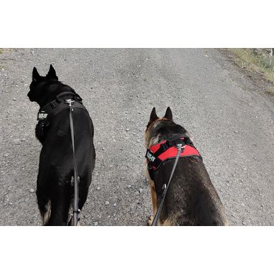 Julius K-9