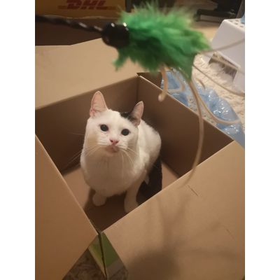 Kat door het dolle heen