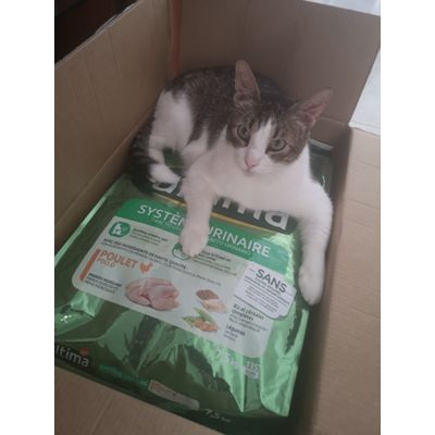 Mi gato feliz