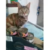 Cato and favourite food