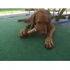 Amy
