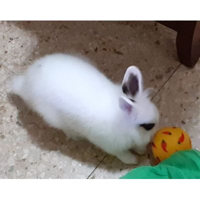 Oliver