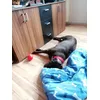 Labrador Joy
