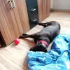 Labrador Joy