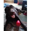 Labrador Joy