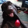 Labrador Joy