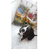 Rocco