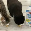 Milkies Snack