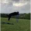 Otis loves the hurdle