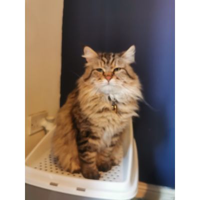 Hurley approved