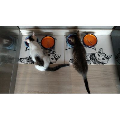 Dakar i Tobi