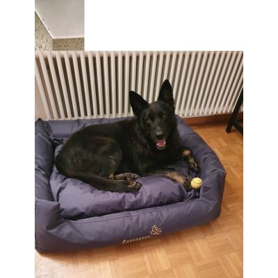 Misha 40 kg likes his new bed 120x95x30