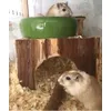Gerbils