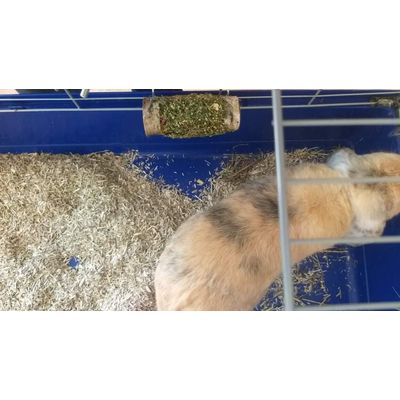 Friandise lapin