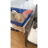 Toilette lapin nain au top