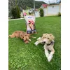 Jessie si Max