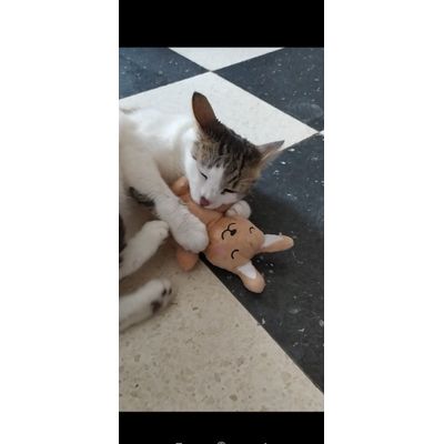 Lili et son doudou lapin
