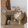 Mici felici