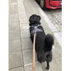 ruffwear sur Paco