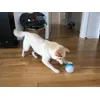 mon chien adore