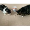 Pansy and Mimzy 