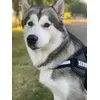 Alaskan Malamute mt 2