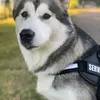 Alaskan Malamute mt 2