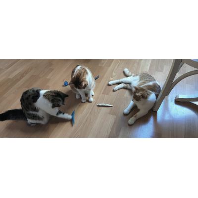 Chats heureux