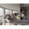 Cat toy