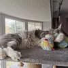 Cat toy