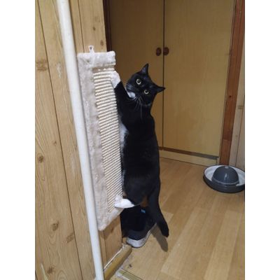 Bastet